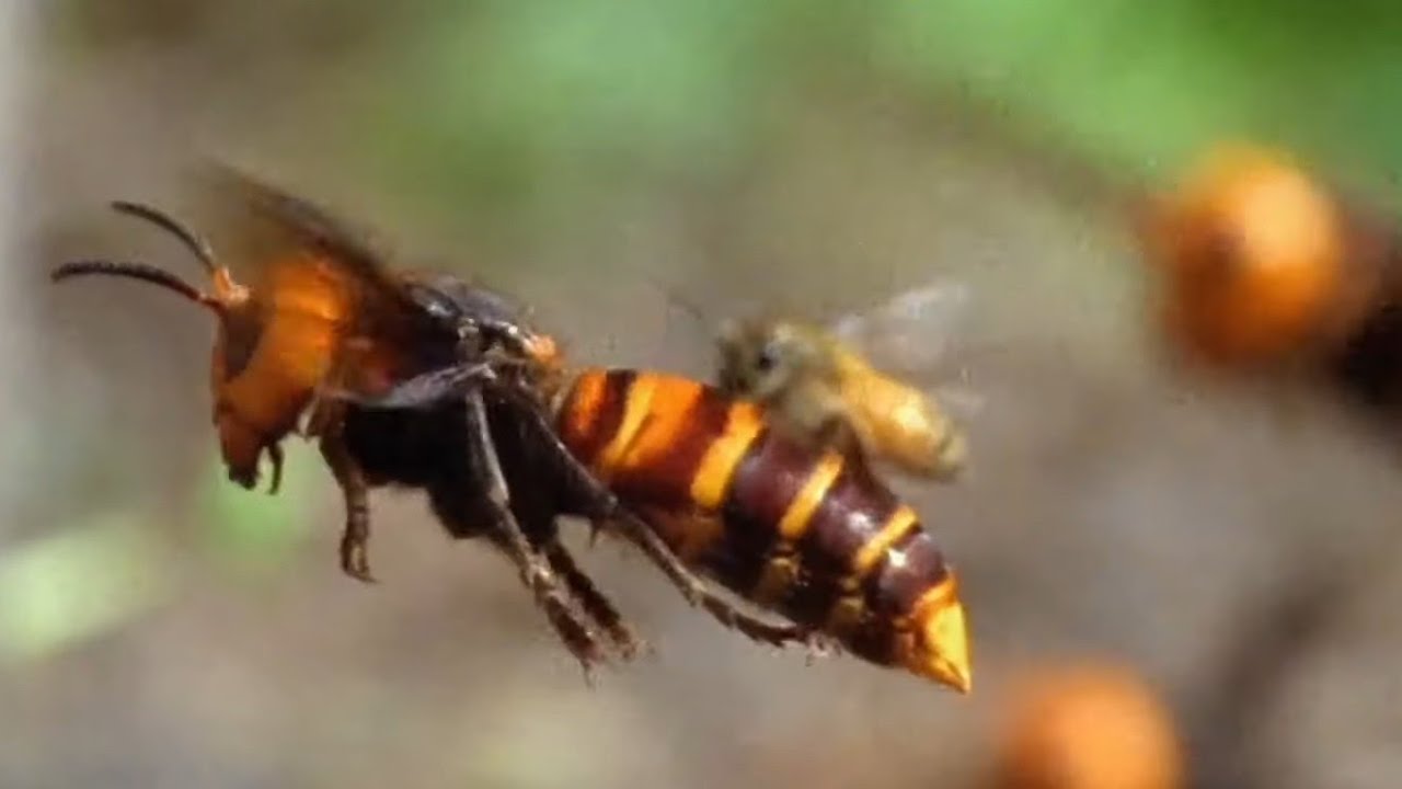 Schutz gegen die Asiatische Hornisse oder auch Blaumeisen