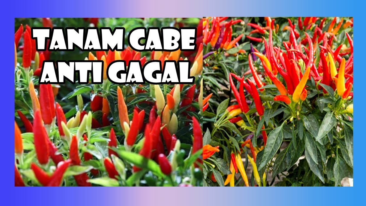 CARA MENANAM CABE AGAR SUBUR BERBUAH LEBAT PART 2.| CARA MENYEMAI CABE