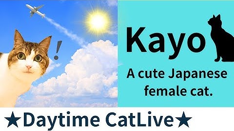 ★Daytime CatLive★16