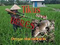 Cara mengatasi TIKUS sawah