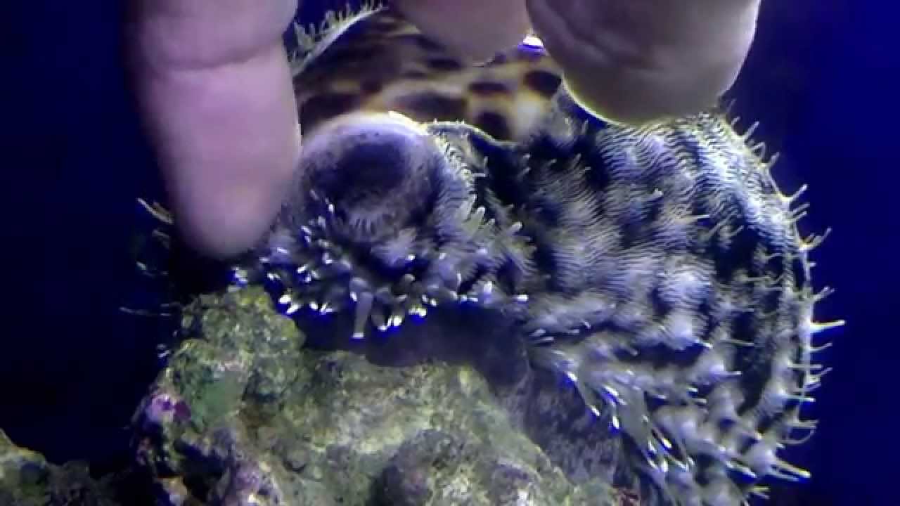 ホシタカラガイ Youtube ホシタカラガイ Youtube