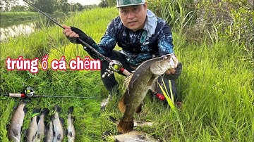 Câu Cá Chẽm Bằng Mồi Saxuke Cần Bọ Cạp Nội  Địa (Trung) CACBON  Máy  SILLER MASTER / Đồ Câu Đại Ngáo