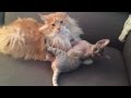 Cat wrestling maine coon vs devon rex