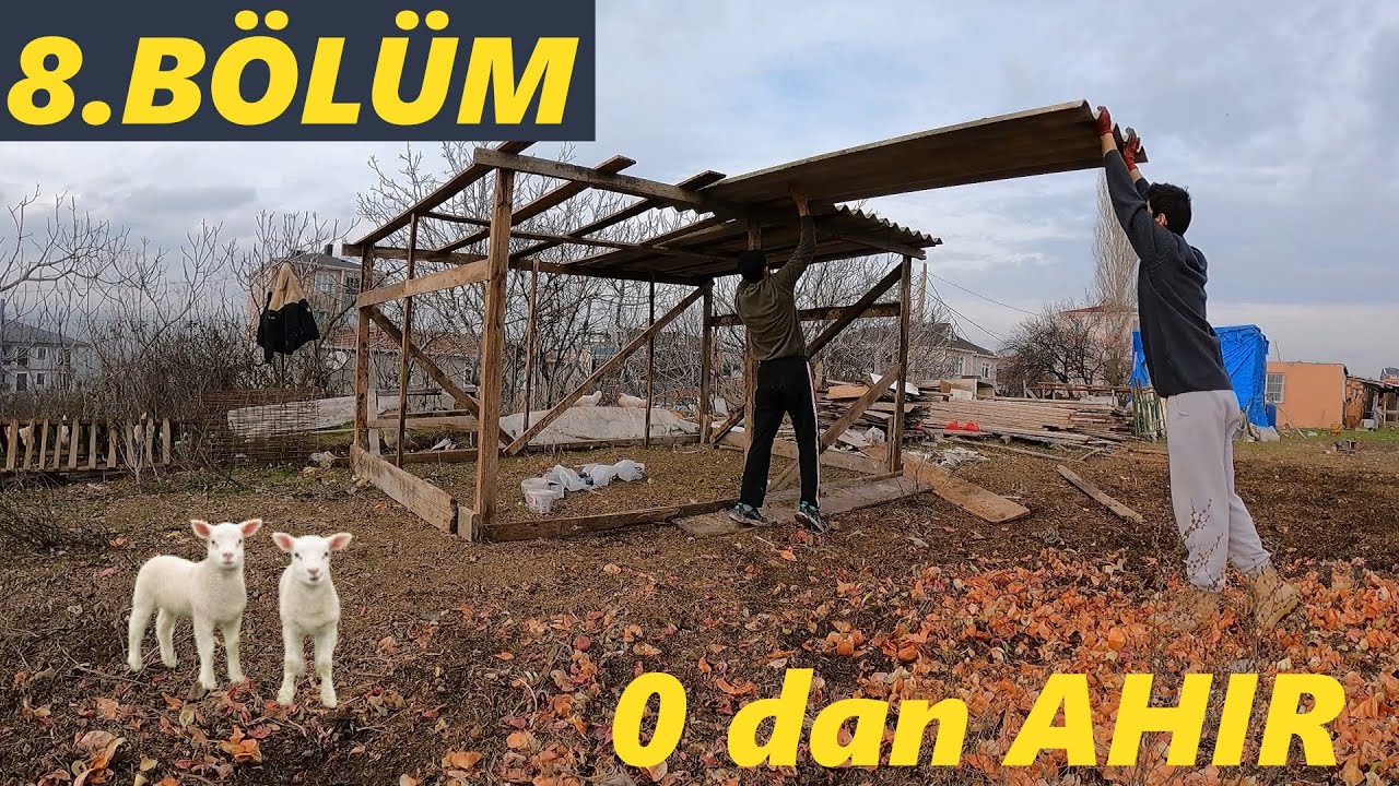 Bölüm -8 Kuzular İçin Ahır Yaptık!-Civciv Kafesi Bitti!-/Tavuklara Buğday Hasılı!#güvercin #tavuk