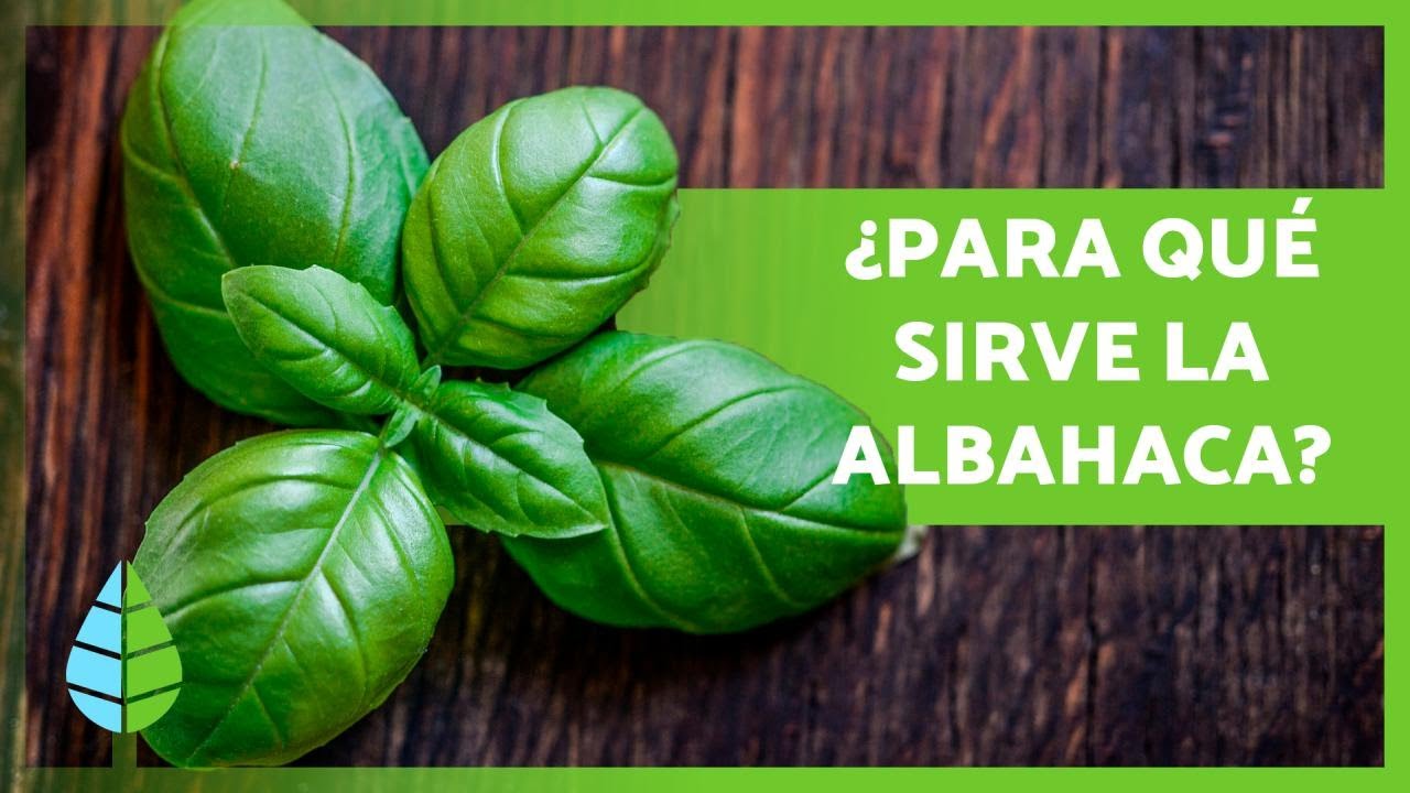 BENEFICIOS de la ALBAHACA 🌱 (Propiedades Medicinales y Usos Culinarios)