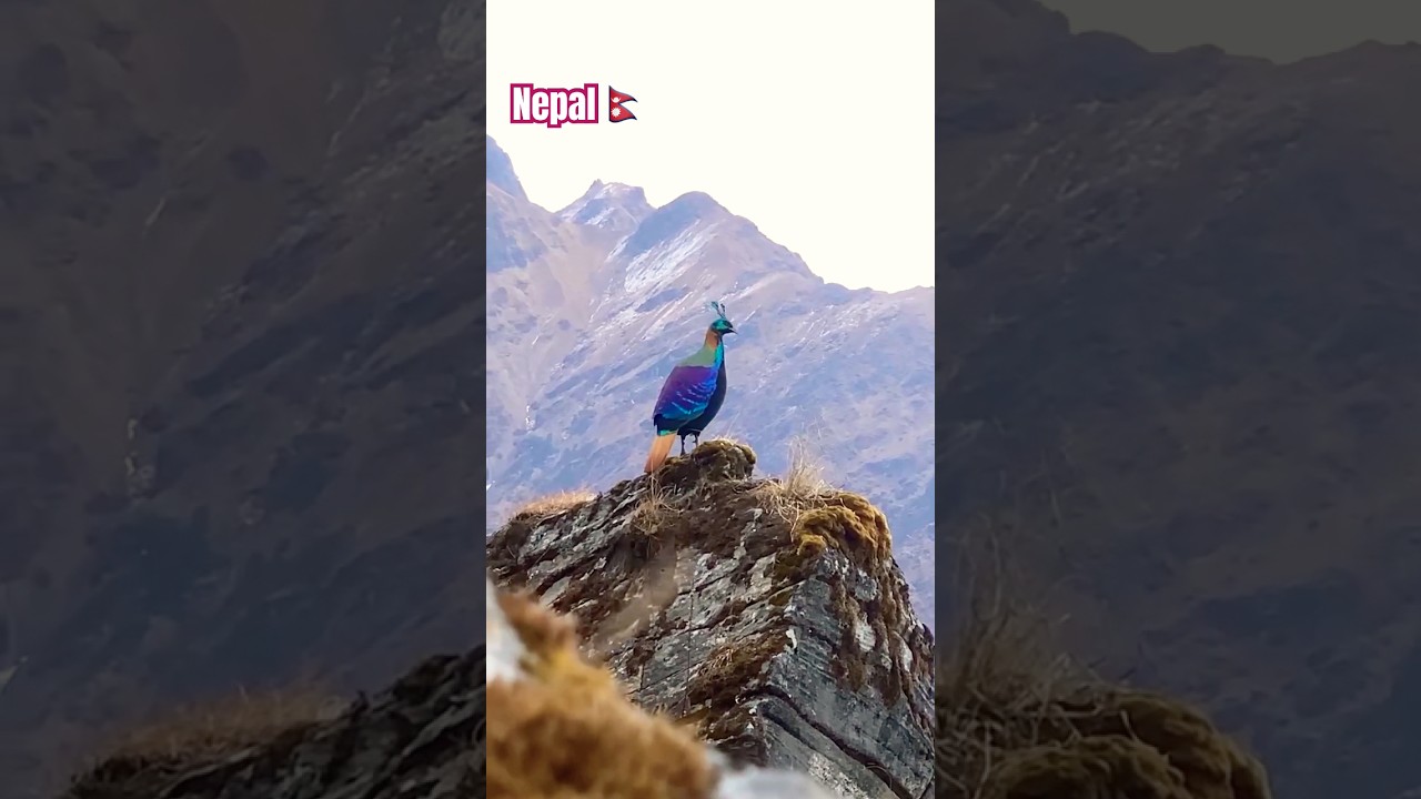 Danphe”The National Bird Of Nepal Himalayan Monal, the Largest Bird 