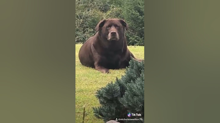 My dog looks like a bear!!