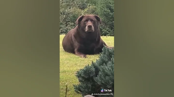 My dog looks like a bear!! - DayDayNews