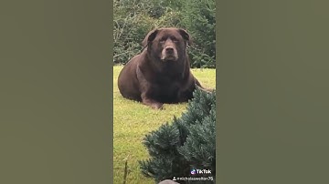 Thumbnail of My dog looks like a bear!!