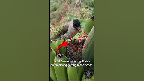 Gila! Burung Ini Bersarang di Tandan Pisang! 🍌🐦 Fakta Absurd Dunia Burung! #burung  #burungkicau