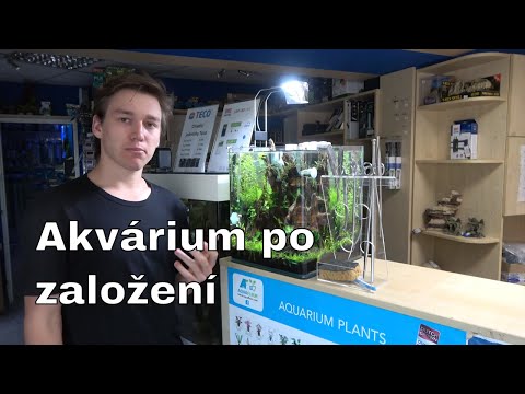 Video: Jak Se Starat O Akvárium