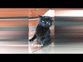 Котеэ рулят ржачные котики часть 3.  #котэ #ржачь #смешные