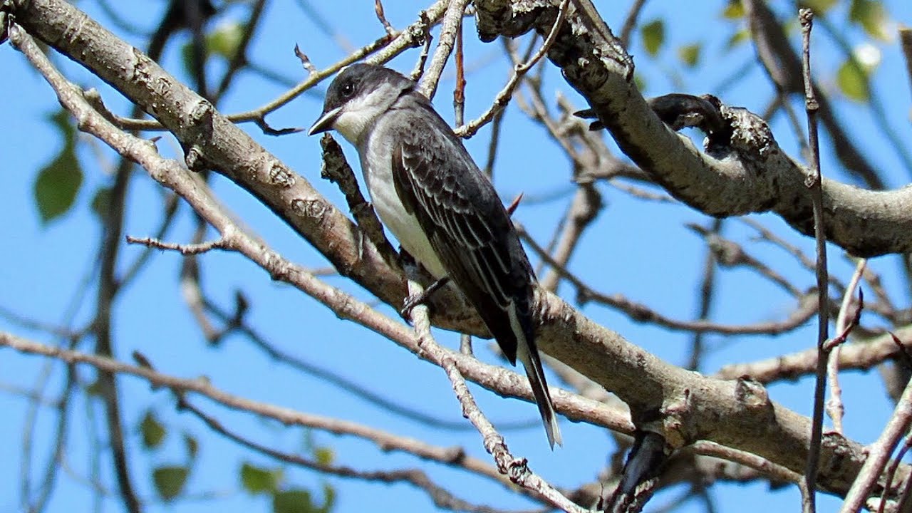 pic flamboyant quebec Eastern Kingbird