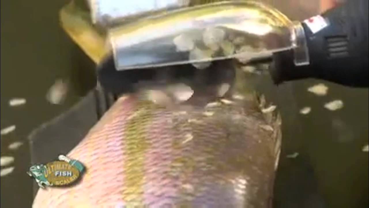 ELECTRIC FISH SCALER Whatsapp 97450111 YouTube