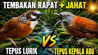 Download lagu Masteran Tepus Kepala Abu vs Tepus Lurik Super Jernih -  Spot-necked Babbler & Grey-headed Babbler 