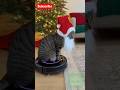 Santa Says "You've Been A Naughty Boy"🎅... Cat Vs Dog😼🐶
