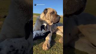 Cute Animal Sounds (Lamb Sounds) 🥰🐑 ... #cuteanimals #villagelife #animallover #farm #sheep