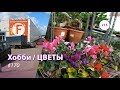 215#170 / Хобби-Цветы / 10.2019 - Floreville (ФЛОРЭВИЛЬ. МОСКВА)