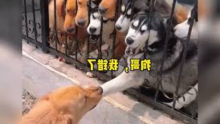 funny moments caught on camera #funniestanimals #funnyvideo #funniestvideo #comedy #trynottolaugh