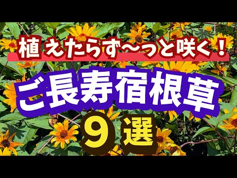 9月に植えるべき多年草7選とその理由