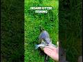 Wild Otter Catches a Big Fish on Camera — Insane Nature Moment!”   #cute #fishing #shorts #usa