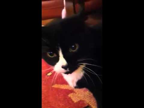 my cat can t