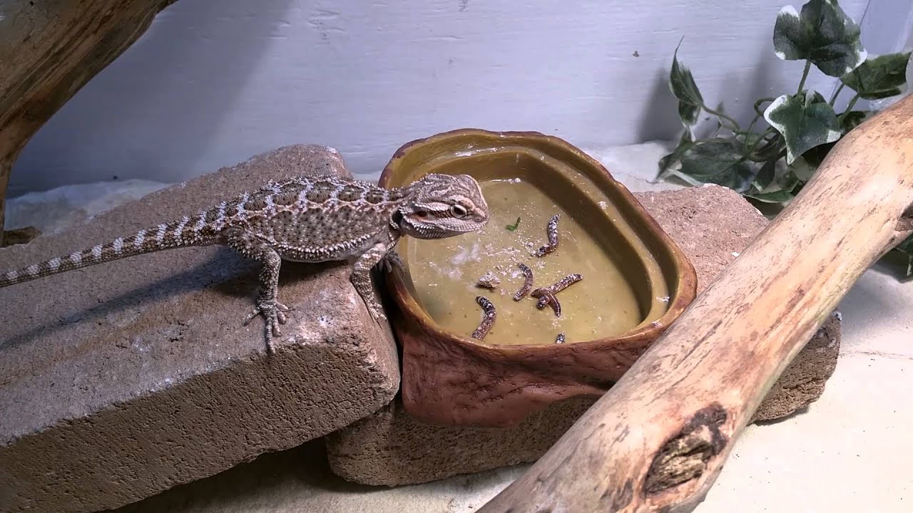 Bearded Dragon vs. Superworms YouTube