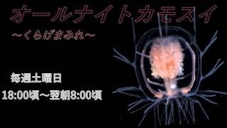 オールナイトカモスイ　～くらげまみれ～ #244 　ハシゴクラゲ