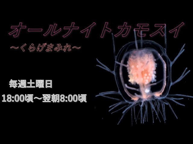 小さいカモしらんけど 第346話 日本最小のカモ～コガモ～ | はれときどきカメラ*