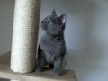 Chartreux Cat の動画、YouTube動画。