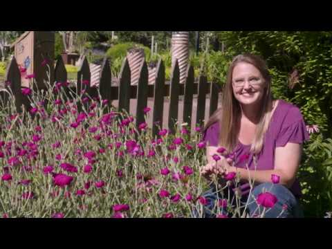 Video: Información de Rose Campion - Consejos para el cultivo de Rose Campion