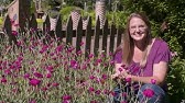 Ca Silene Armeria 虫取り撫子 ムシトリナデシコ Sweet William Catchfly Youtube