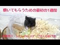 ハムスターの飼い方！懐いてもらうための初めの一週間の飼い方！お家作り、トイレのしつけ、ごはんのあげ方！おもしろ可愛いハムスターFirst hamster culture! 1 week to take