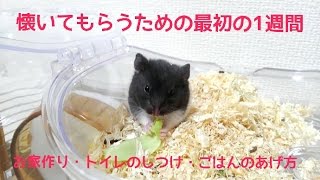 ハムスターの飼い方！懐いてもらうための初めの一週間の飼い方！お家作り、トイレのしつけ、ごはんのあげ方！おもしろ可愛いハムスターFirst hamster culture! 1 week to take