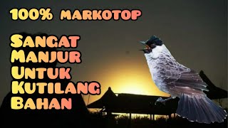 Suara KUTILANG Di Pagi Hari || Sangat Cocok Untuk Terapi Burung Yang Malas BUNYI.