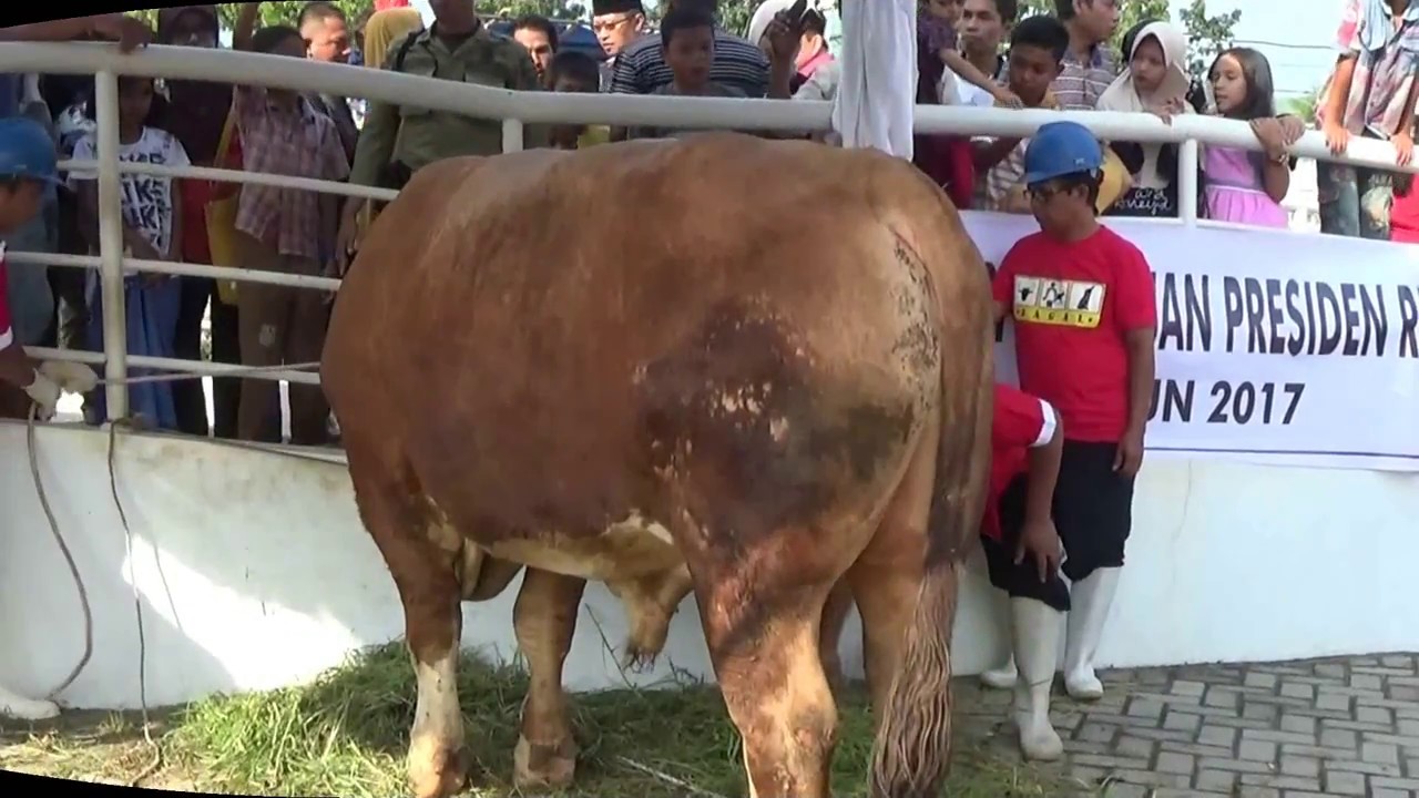 SAPI QURBAN JOKOWI #shorts #shortsvideo #shortsjapan #shortsreels - YouTube