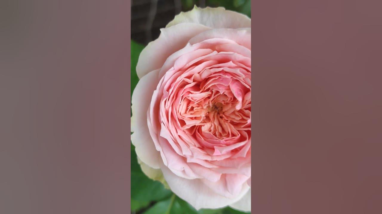 Charming Piano rose regrow very fast after cutback, full bloom 😍 ️ ...