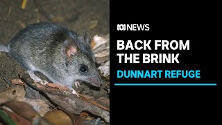 Conservationists save native species after major bushfire on Kangaroo Island | ABC News