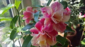 Elen S Adenium pluS