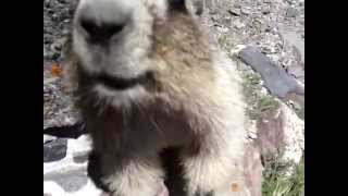 Marmot lick