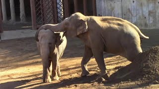 同居中のアジアゾウ「アマラ＆ヴィドゥラ」 （多摩動物公園）Asian elephant by manyamou 162 views 1 month ago 1 minute, 31 seconds