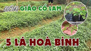 Giống Giảo Cổ Lam 5 Lá Hoà Bình – Dược Liệu Vô Vàn Tác Dụng Quý