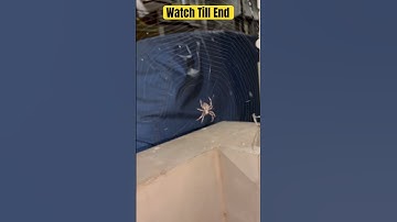 Spider web , Spiders web | Spider building web #spiderman #spiderweb #spider #spidernet