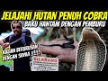 HUTAN PENUH C0BR4 | H4NCURK4N P3RANGK4P P3MBURU