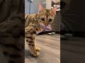 Wait till the end…Bambi always hunts my makeup puff 😂 #cats #cat #kitten #bengalcat #catvideo #fun