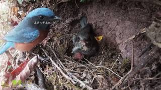 The cuckoo is exhausted and pressed at the bottom, unable to eat food杜鹃鸟累坏了，被压在最下面，顶不出去，吃不到食物