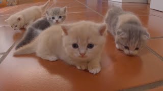 Munchkin short-legged kittens' first steps