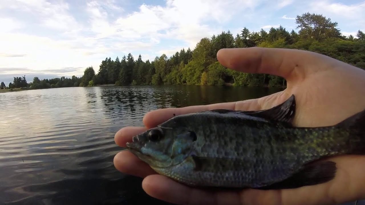 Panfishing with worms