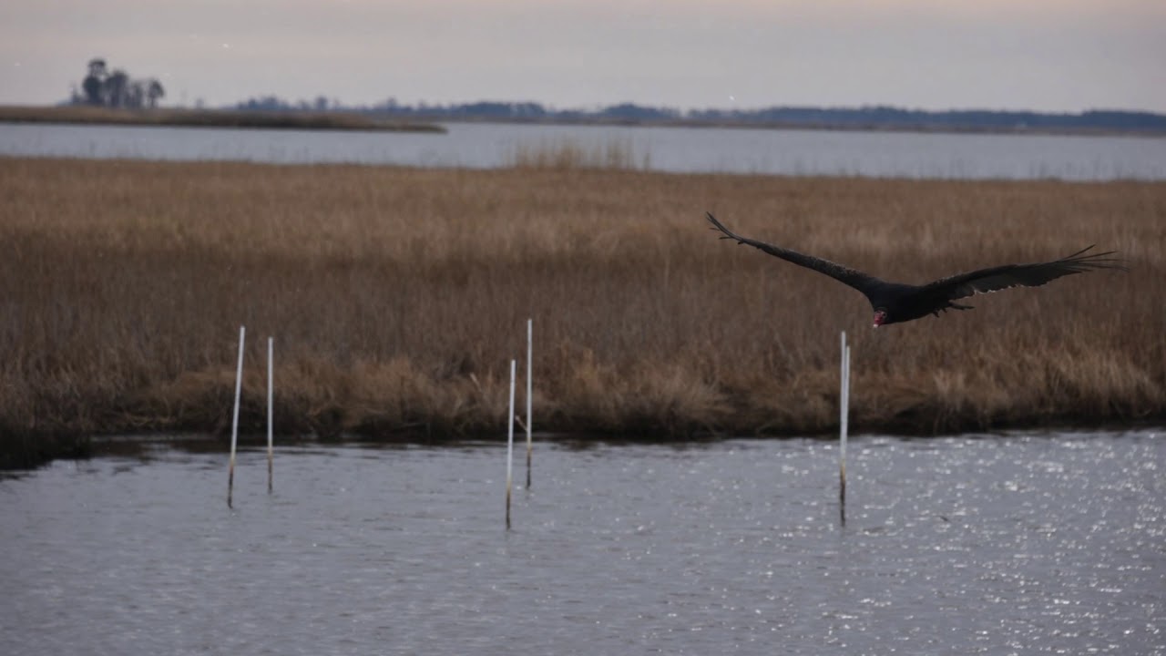 A Drive to Hoopers Island (unedited)