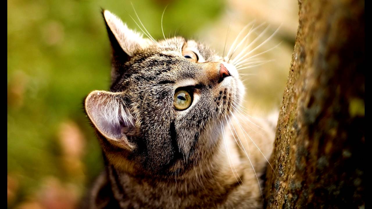 Порода кошек .Американская жесткошерстная кошка выведенная в США.Описание, и факты о питомце.